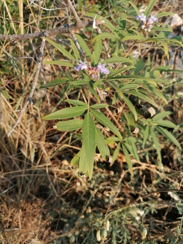 Divlji papar (Vitex agnus-castus)