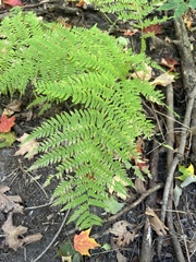 Athyrium angustum