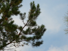 Pinus clausa