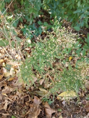 Erigeron canadensis