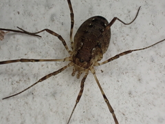 Oligolophus hanseni