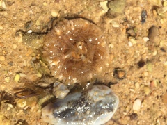 Aulactinia verrucosa