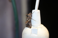 Autographa precationis