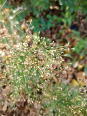 Erigeron canadensis