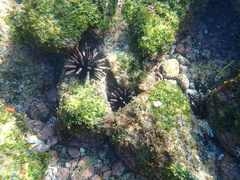 Eucidaris galapagensis