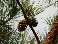 Pinus clausa