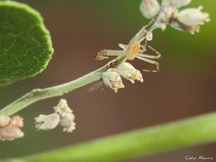 Misumenops maculissparsus