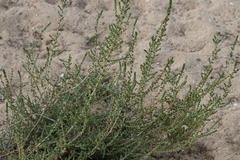 Salsoloideae
