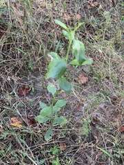 Baccharis halimifolia