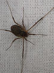 Oligolophinae