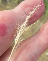 Bouteloua trifida
