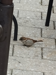 Passer domesticus