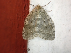 Epirrita dilutata