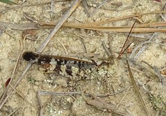 Spharagemon marmorata