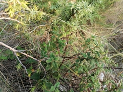 Cistus