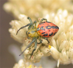 Alpaida variabilis