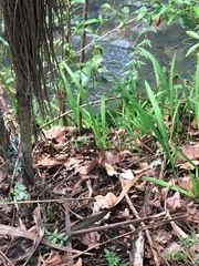 Crocosmia × crocosmiiflora
