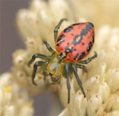 Alpaida variabilis