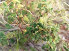 Cistus