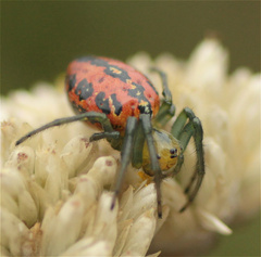 Alpaida variabilis