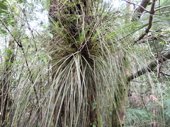 Fascicularia bicolor