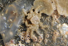 Neohymenicus pubescens