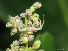 Thomisidae
