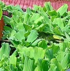 Pistia
