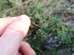Cistus