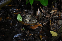 Bothrops asper