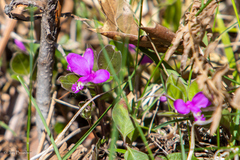 Polygaloides paucifolia