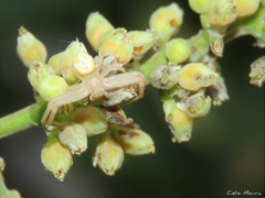 Thomisidae