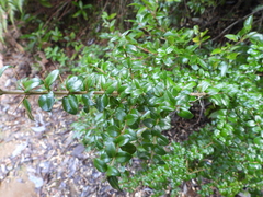 Rhaphithamnus spinosus
