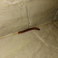 Trigoniulus corallinus