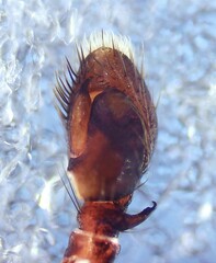 Leptorchestes peresi