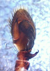 Leptorchestes peresi