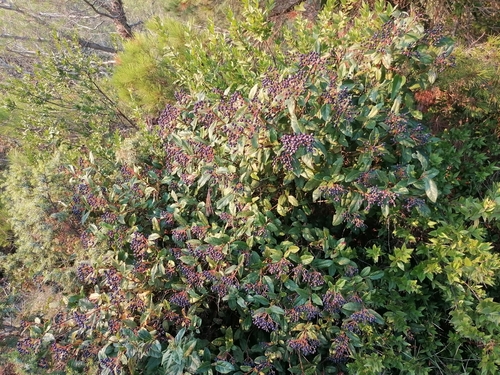 Lemprika (Viburnum tinus)