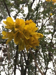 Sophora cassioides