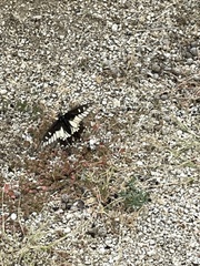 Papilio polyxenes rudkini