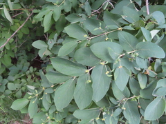 Lonicera