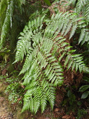 Lophosoria quadripinnata