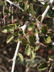Cercocarpus betuloides