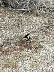 Papilio polyxenes rudkini