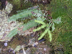 Sticherus squamulosus