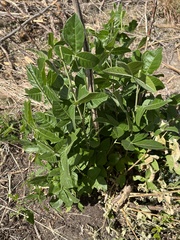 Ptelea trifoliata