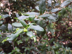 Archidasyphyllum diacanthoides