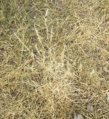 Bouteloua trifida