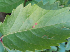 Phyllosticta ampelicida