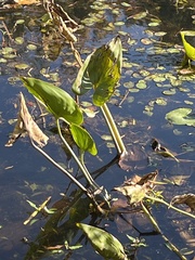 Pontederia cordata