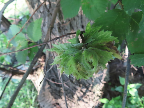 Woolly Apple Aphid photo 2